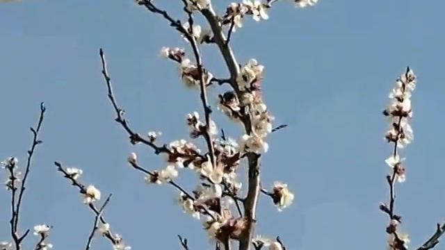 Абрикоса и пчёлы смотреть онлайн