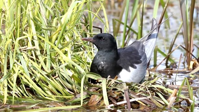 Белокрылая крачка на гнезде. White-winged Tern (Chlidonias leucopterus). смотреть онлайн