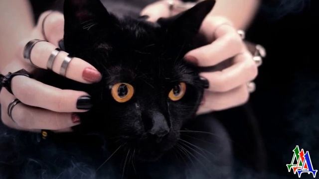 Роксана и Кот 28. «Хватит, ведьма! Ты всегда знала, что убьешь его!» - Рявкнул Кот смотреть онлайн