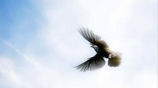 летите голуби летите 2 смотреть онлайн