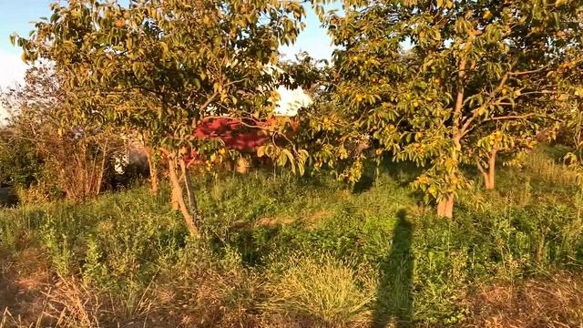 Участок 10 соток с видом на море и Олимпийский парк смотреть онлайн