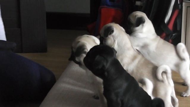 поцелуи с мопсиками смотреть онлайн