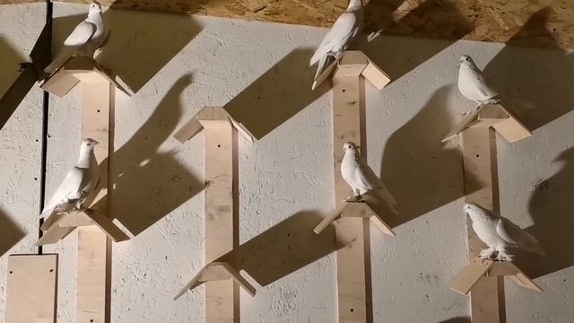 Продаю голубей, еду на выставку смотреть онлайн