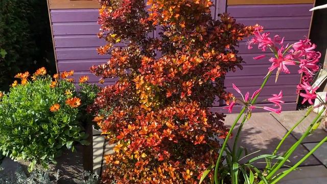 Growing the beautiful Coprosma Pina Colada in the cool UK climate #evergreen #shrubs #garden #uk смотреть онлайн