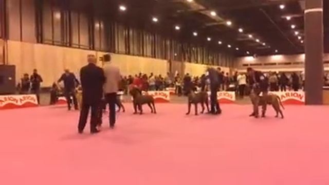 Канарский дог / Преса Канарио Argon. Выставка Мадрид - Испания. Апрель 2018 смотреть онлайн