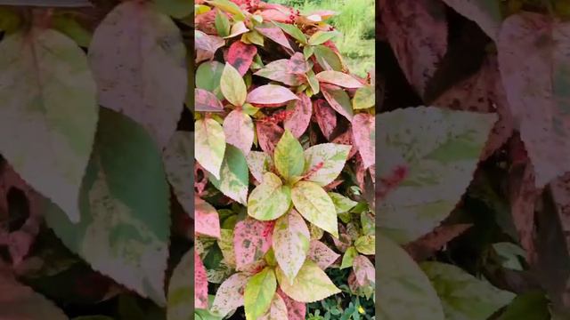 Acalypha leafs are as beautiful as flowers 👩🌾🌎😊 смотреть онлайн