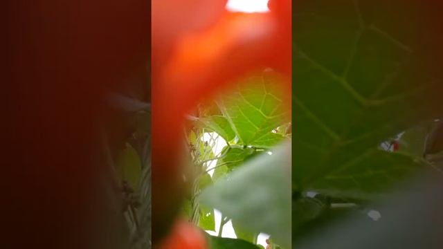 Цветение фасоли смотреть онлайн