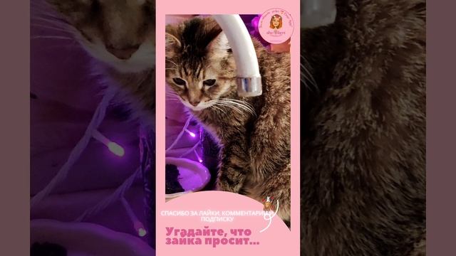 💓Мир розового света💓