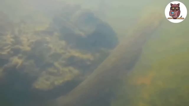 Deadliest Amazon River Monsters смотреть онлайн