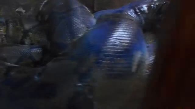 "гигантский питон" смотреть онлайн