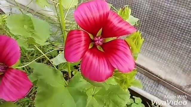 Дача. Лето. Сибирь. (Видео с ИГ , качество не айс ,ставьте максимально возможный размер) смотреть онлайн