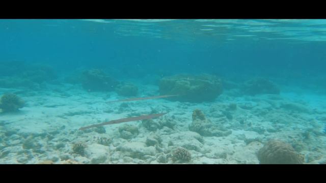 Snorkeling In Maldives 2023. Oblu Select Sangeli.