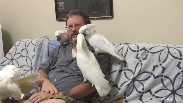 How to Train Your Parrot or Cockatoo | Ep.18: Training | Cockatude: Cockatoos with Attitude смотреть онлайн