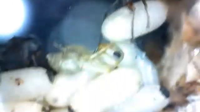 Formica cinerea #6 смотреть онлайн