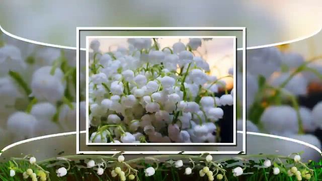 Ландыши- светлого мая привет! Гелена Великанова. смотреть онлайн