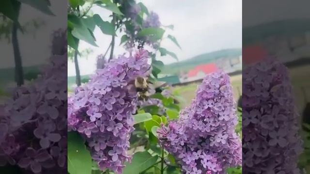 Обнаружен признак, что лета в этом году в Приморье не будет смотреть онлайн