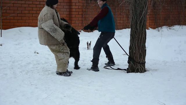 Ризеншнауцер Крыса - тренировка хватки