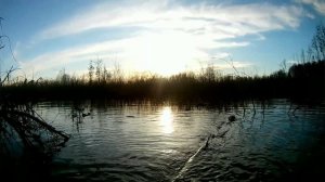 охота на селезня весной 2022