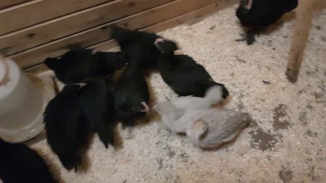 Цыплята Маран черно-медный в сарае.Инкубационное яйцо. смотреть онлайн