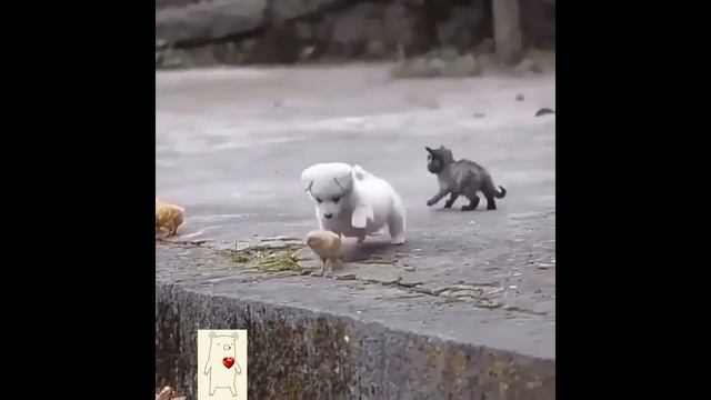 36 САМЫХ МИЛЫХ ВИДЕО ПРО ЗВЕРЕЙ! смотреть онлайн