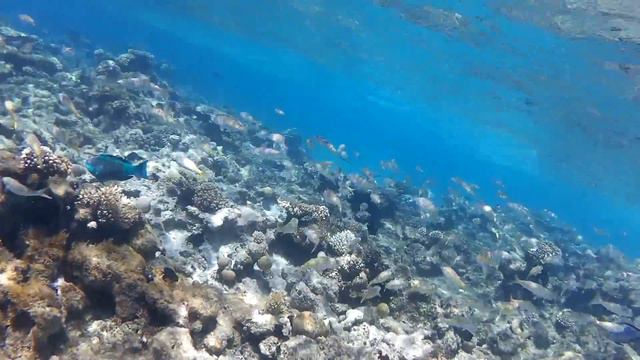 Риф Arabia Azur смотреть онлайн