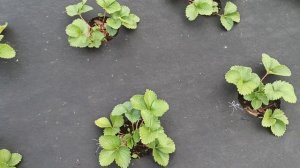 Черный укрывной материал на землянике. Варианты использования.