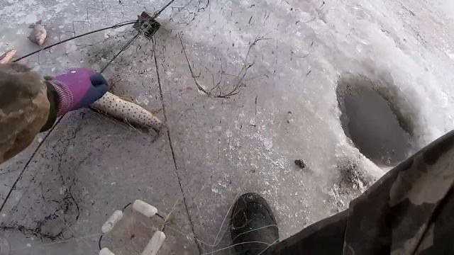 РЫБАЛКА НА ХАПУГУ ХЛОПОК. СНАСТИ ТРЕЩАТ ОТ РЫБЫ. смотреть онлайн