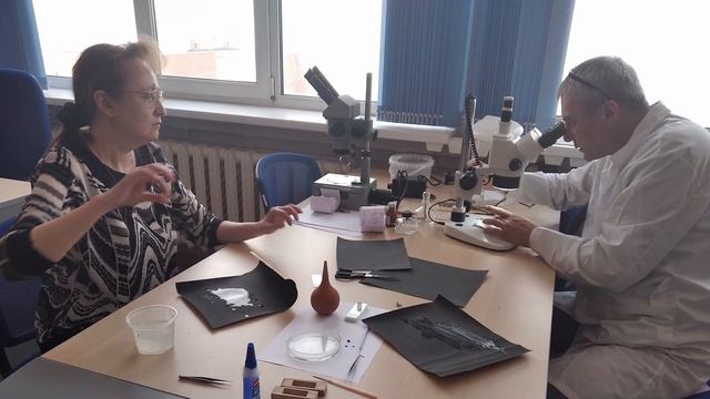 Как определить возраст рыб? смотреть онлайн