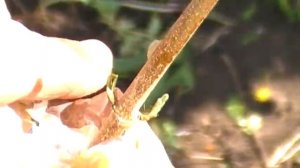 Прививка кизила весной (обзор прививки через месяц)