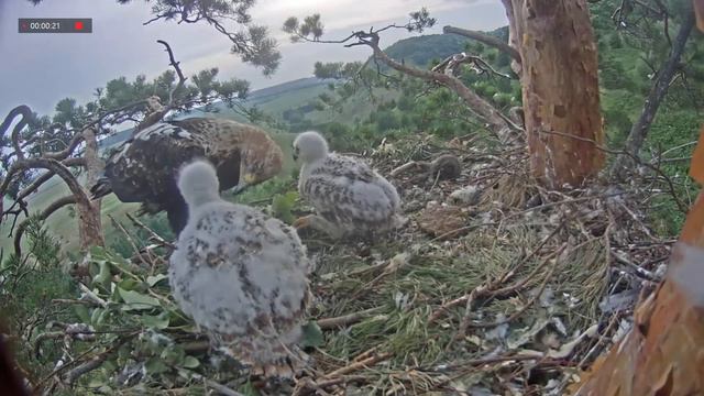 25.06.2021 17:10 Алтынай дает мастер-класс детям. Тема: "Проглатывание шкурки суслика целиком” ))) смотреть онлайн