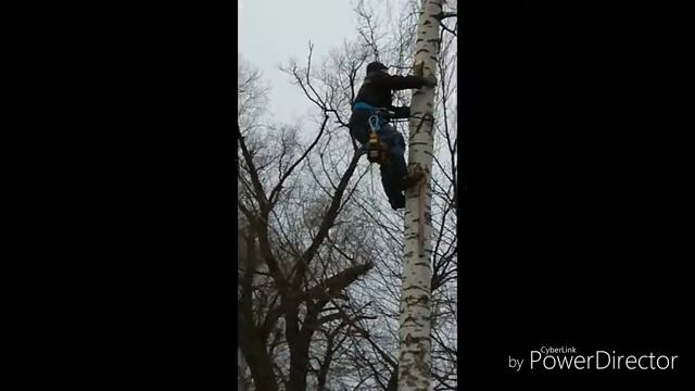 Арборист любитель. смотреть онлайн