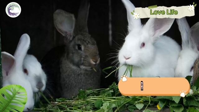 Love The Life Of Cute Animals Around Us: Duck, Donkey, Turtle, Rabbit, Squirrel смотреть онлайн