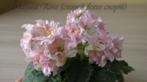 ЦВЕТЕНИЕ ФИАЛОК ? Красивое цветение желтых фиалок ? Сорта фиалок