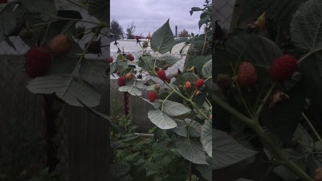 #Shorts# На дачу Сентябрь 2021 Малина ремонтантная. Хобби радует смотреть онлайн