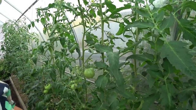 Обзор 2. Томаты - 2022 смотреть онлайн