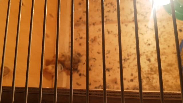 Вывод кекликов смотреть онлайн