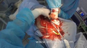 Хирургия острого заворота желудка у собаки, www.endovet.com