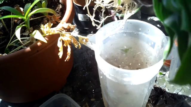 How I transferred my Peace Lily to Water for a Soil Less Garden - #watergarden #indoorplantsinwate смотреть онлайн