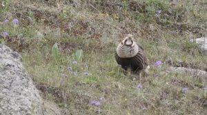 УЛАР - горная птица, с красивим голосом.