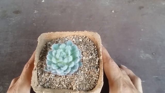 || ECHEVERIA SETOSA VAR. DEMINUTA ||