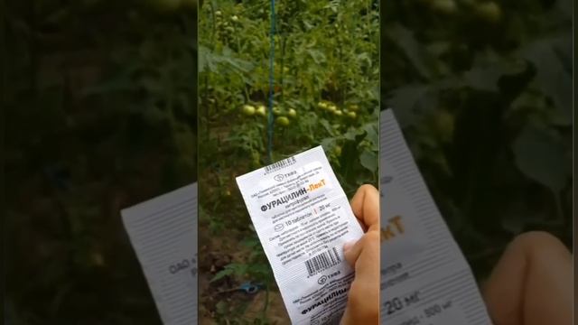 Раствор фурацилина для борьбы с фитофторой на томатах. Часть 1 #теплица #сад #огород смотреть онлайн