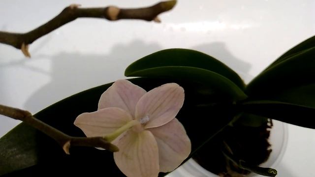 ОРХИДЕЯ Фаленопсис: Мучнистый червец на мультифлоре! смотреть онлайн