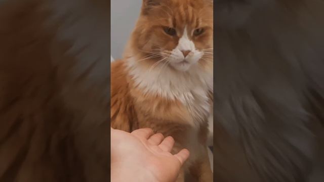 Мейн Кун Бумер даёт лапу. смотреть онлайн