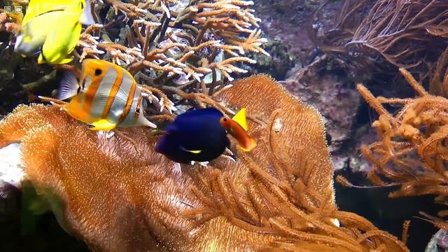 Aquarium 4K VIDEO (ULTRA HD) ? Beautiful Relaxing Coral Reef Fish - Relaxing Sleep Meditation Music