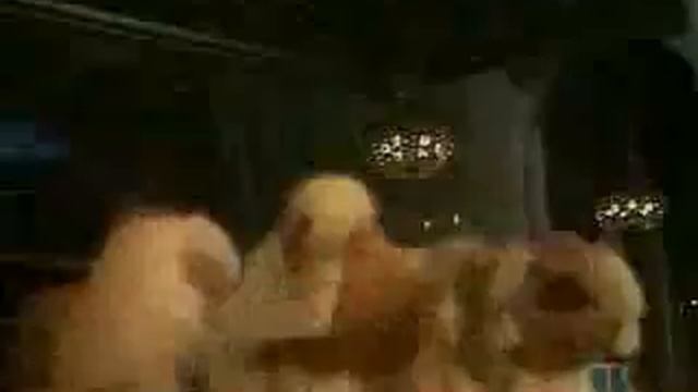 Staying Alive - The muppets show смотреть онлайн