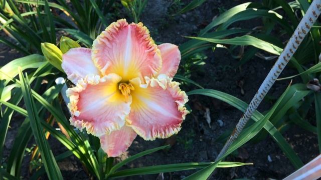 Лилейник DIANA`S EVENING GOWN