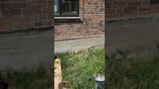 Посадка рододендрона в открытый грунт. смотреть онлайн