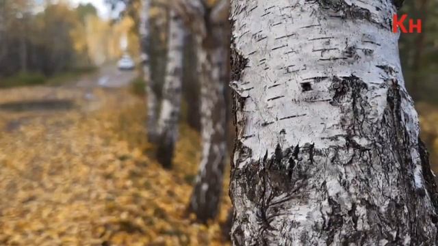 Осенний лес - это удивительное зрелище!