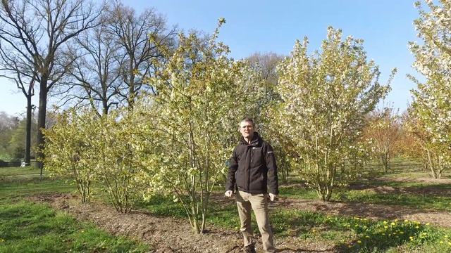 Prunus serrulata 'Ukon' - Van den Berk on Trees смотреть онлайн