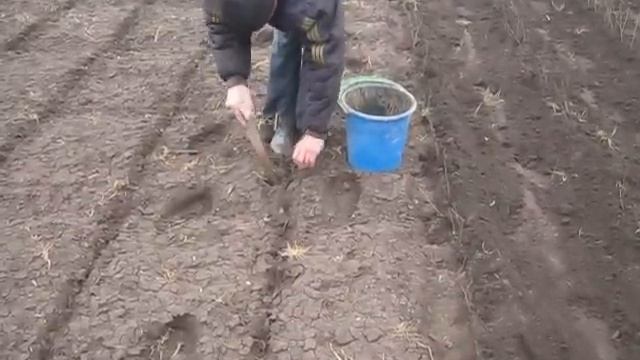 весенняя посадка подвоя шиповника